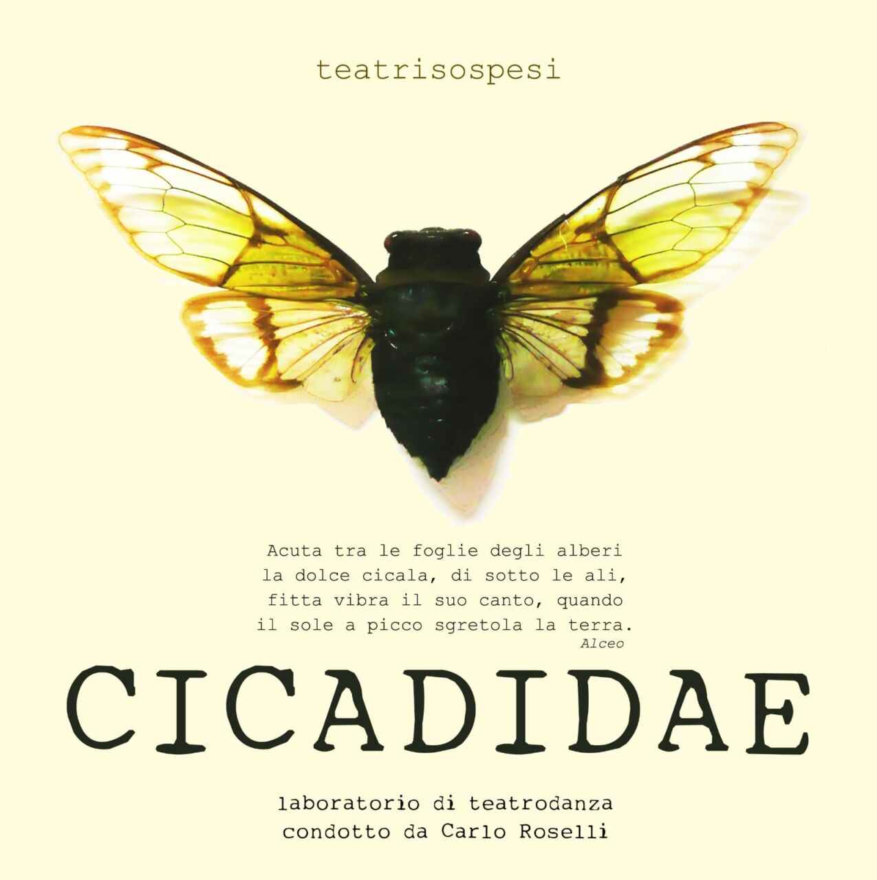 cicadidae