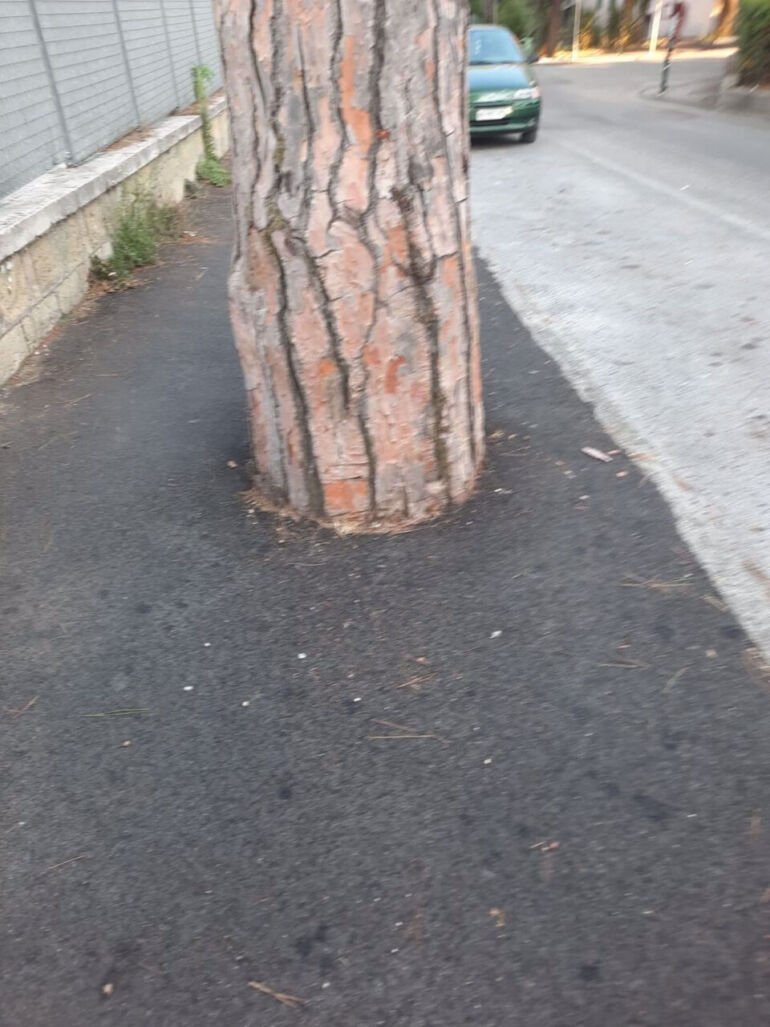Napoli, al Cardarelli alberi asfaltati