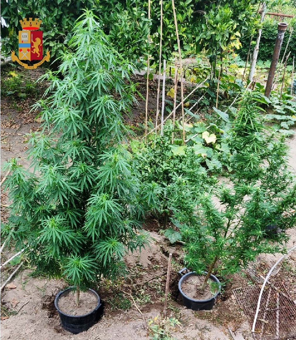 Barano d’Ischia, coltiva marijuana nel giardino: denunciato