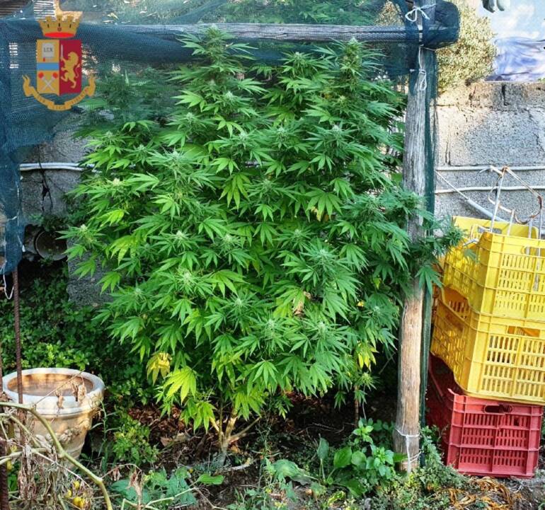 Coltivava marijuana in cantina: arrestato 47enne di Barra