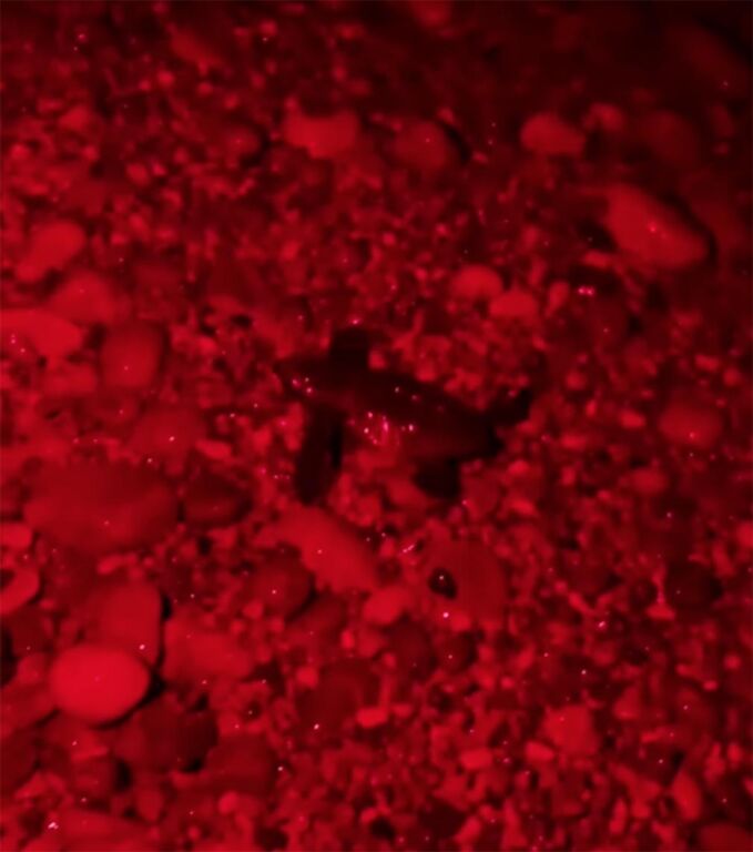Le tartarughe nascono anche in costiera amalfitana