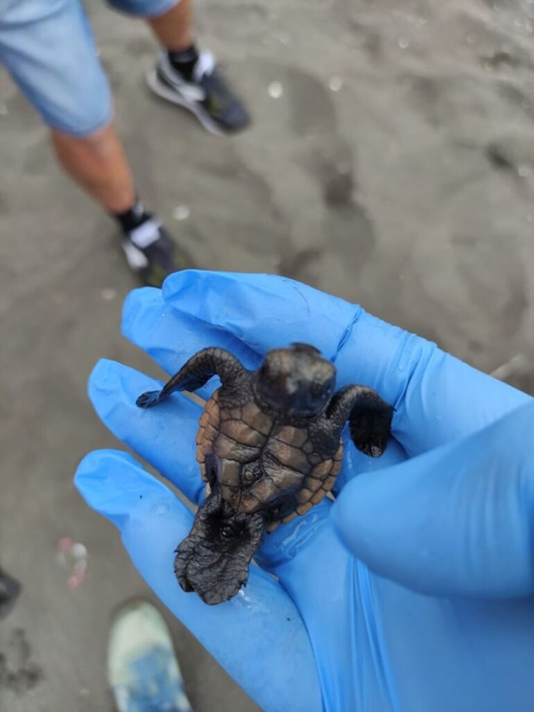 Nido di tartarughe a San Giovanni a Teduccio