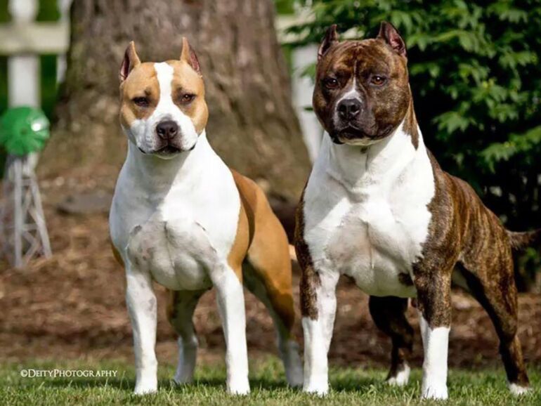 amstaff