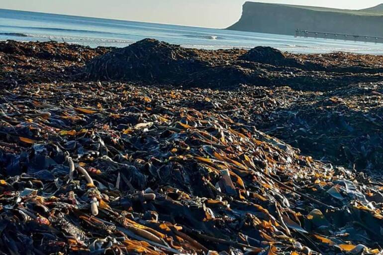 Migliaia di crostacei morti ricoprono le spiagge inglesi