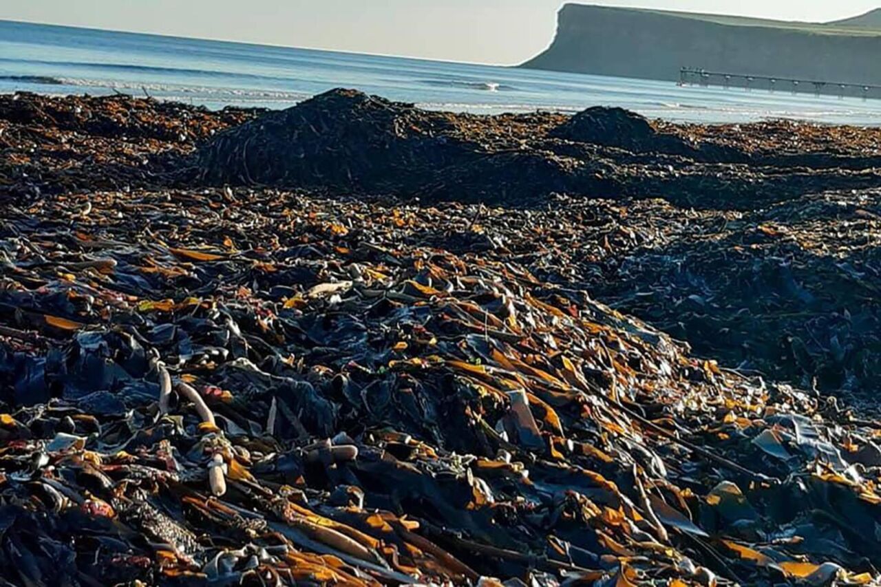 crostacei morti spiagge inglesi (1)