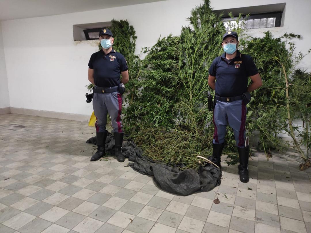 50enne arrestato con 8 piante marijuana a Napoli