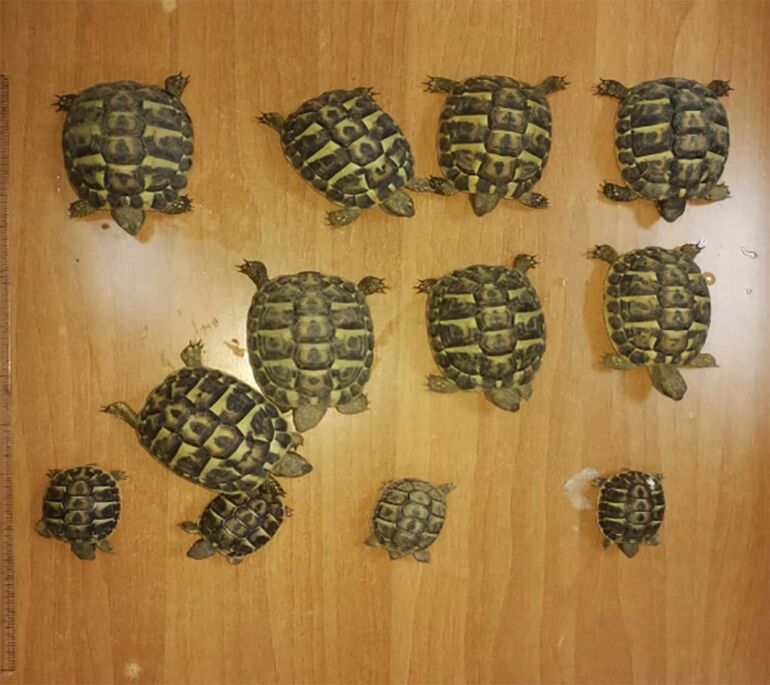 Scafati, vendeva on line tartarughe di specie protetta: denunciato