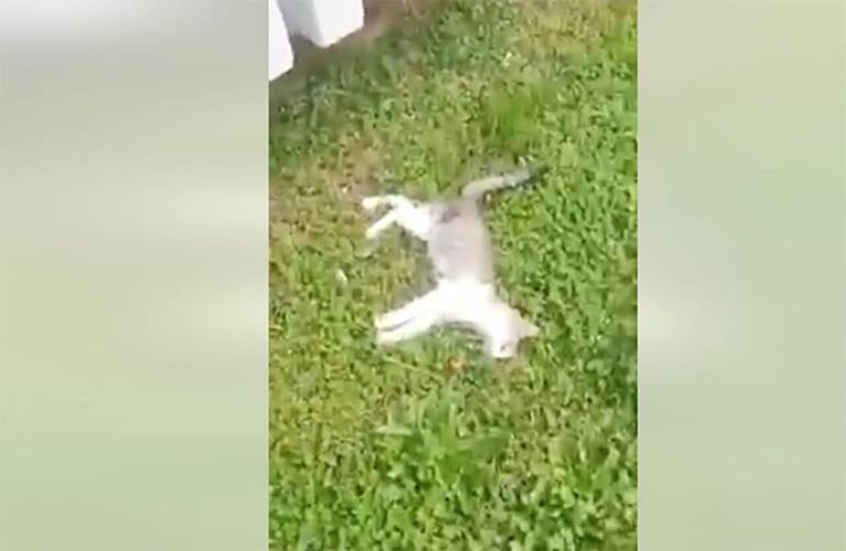 Strage di gatti in provincia di Caserta: la video denuncia dell’Enpa