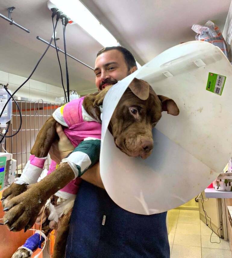 Giugliano, salvo il cucciolo dato alle fiamme