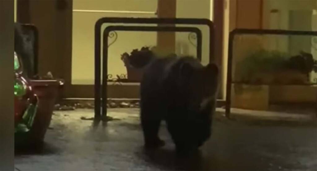 L’orso entra nella pasticceria di Roccaraso e mangia i dolci. IL VIDEO VIRALE