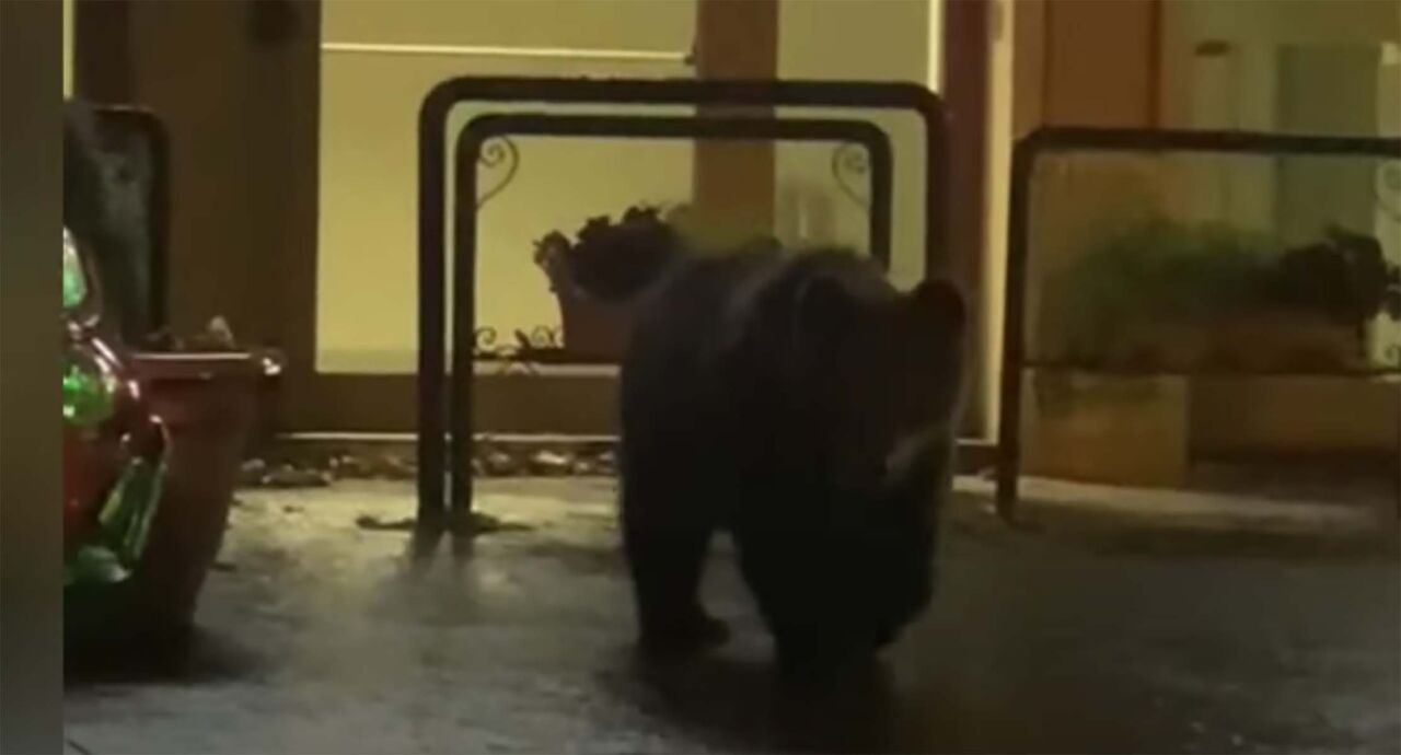 Roccaraso orso mangia dolci