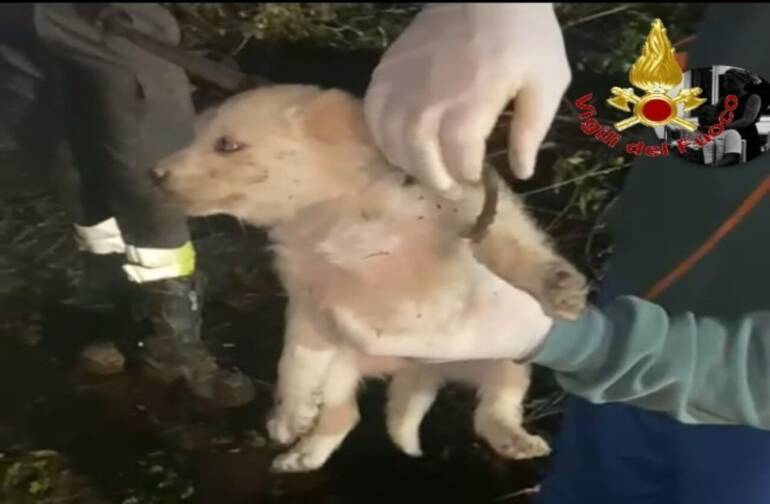 Caserta, cagnolino caduto in un fosso: salvato dai pompieri