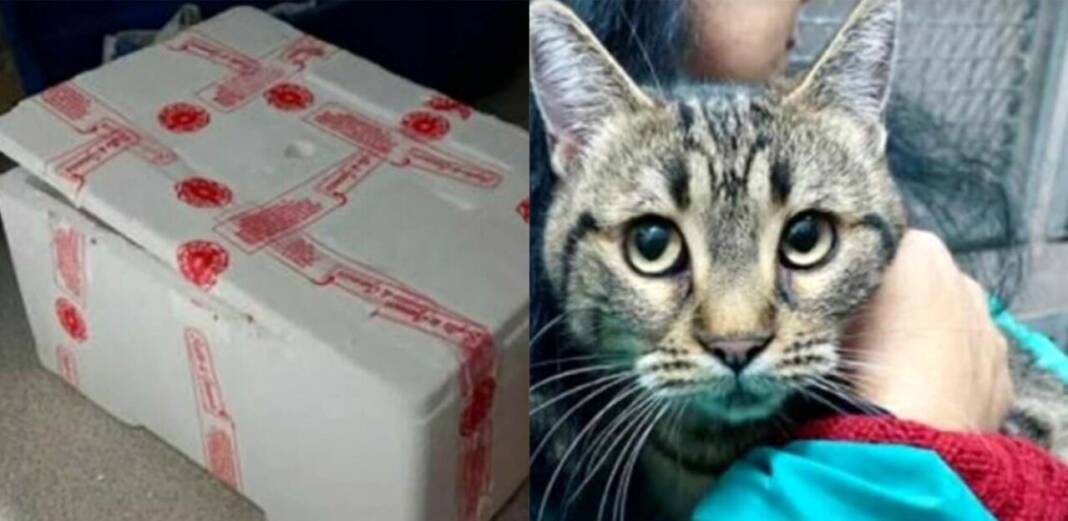 A Caserta gattina rinchiusa in una scatola di polistirolo