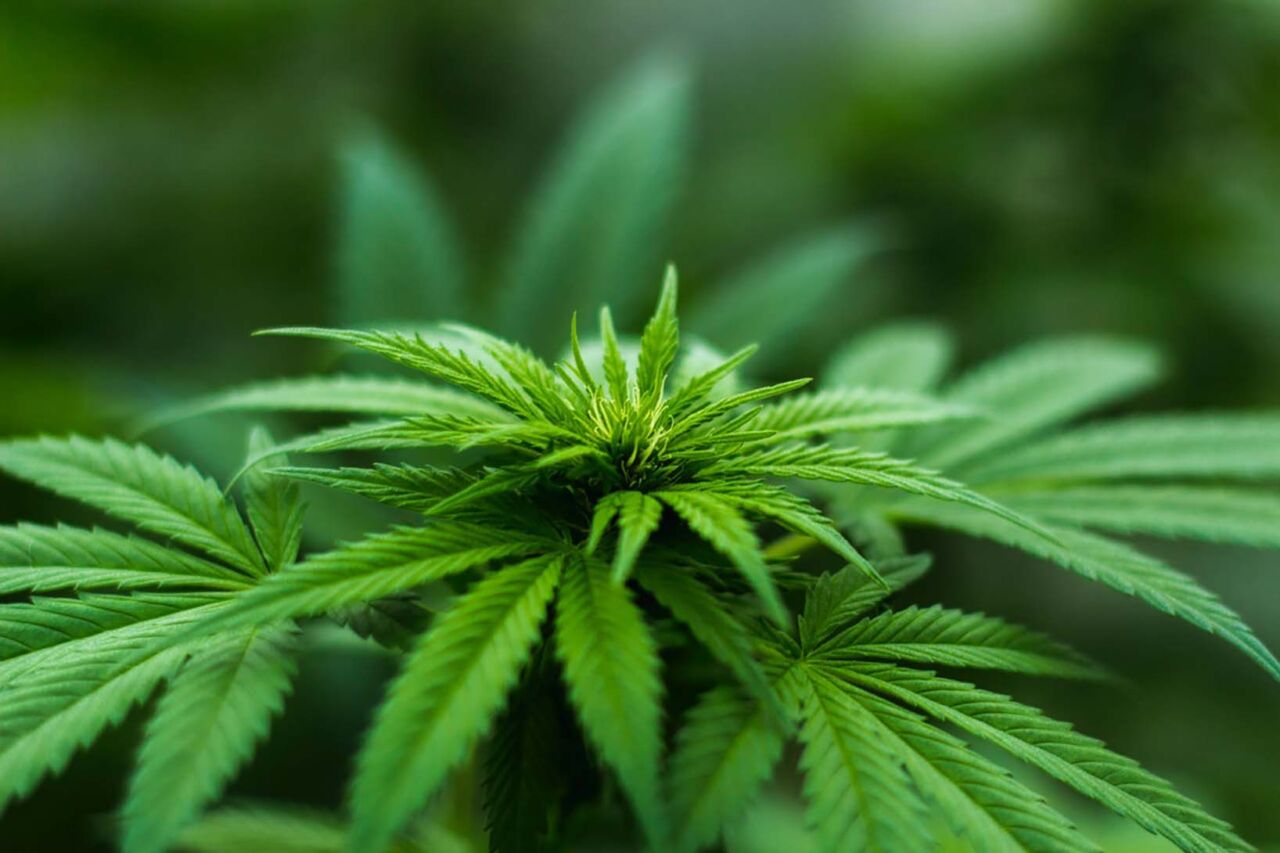 Cannabis ruderalis: cosa sapere su questa genetica