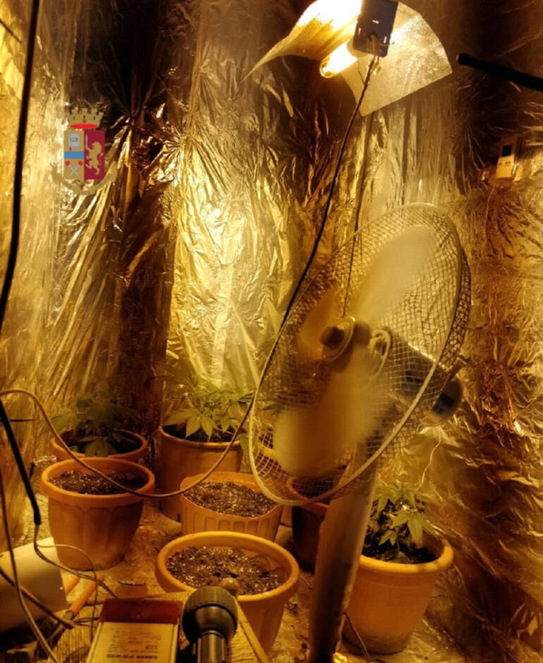 Napoli, blitz anti-droga: scoperta serra di marijuana, presi due pusher
