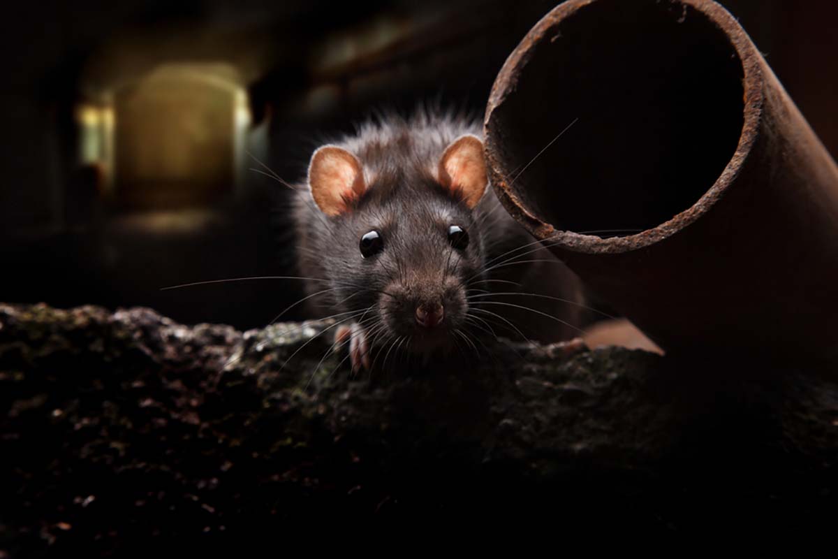 Infestazioni di topi: tutti i pericoli da conoscere