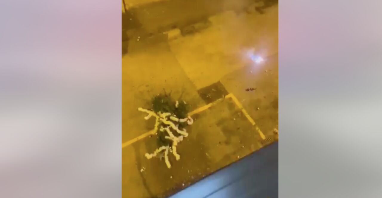 Napoli, lancia albero di Natale dalla finestra e posta video sui social