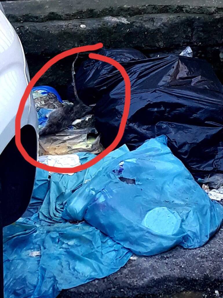 A Napoli anche il Policlinico della Federico II è circondato da mini discariche illecite
