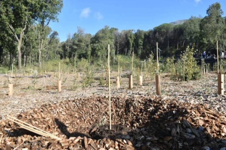 Centinaia di nuovi alberi piantati sul Vesuvio dopo il Grande Incendio del 2017