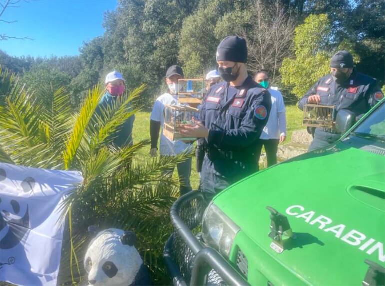 Caserta, sorpreso a catturare cardellini viene denunciato dai carabinieri forsetali