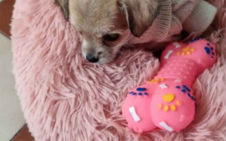 Ladri svaligiano una casa e rubano anche la cagnolina: lanciato un appello sui social