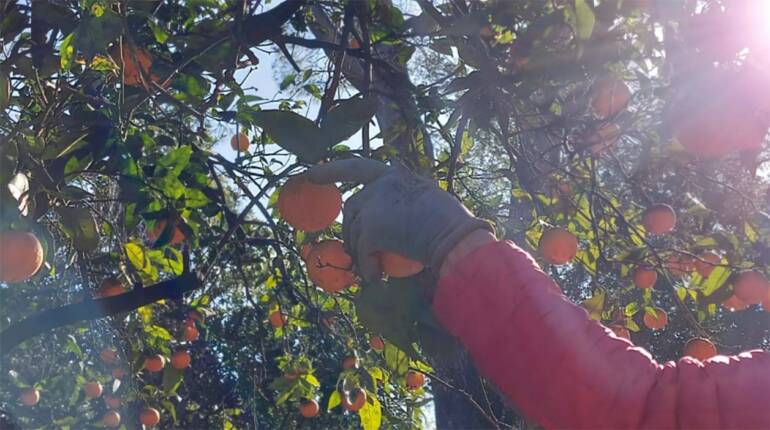 Caserta: donne vittime di violenza raccolgono agrumi nella Reggia