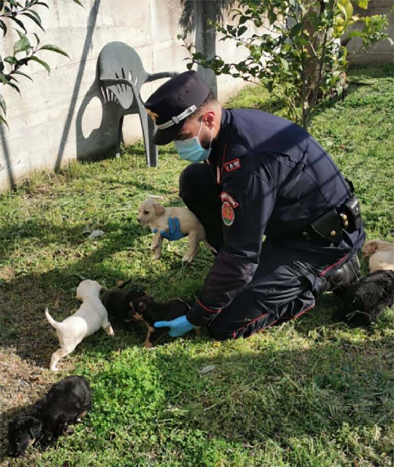 Abbandona 7 cuccioli di cane ma viene beccato dalle telecamere e denunciato