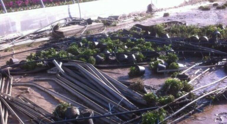 boscoreale incendio serra