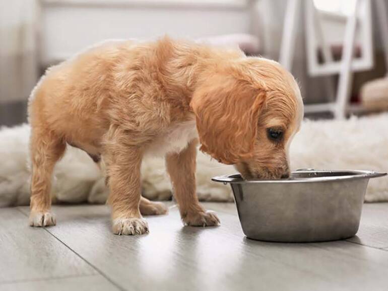 Alimentazione per cani cuccioli: tutto quello che c’è da sapere