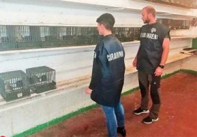 Sequestrati dai carabinieri Forestali oltre 2.500 esemplari di avifauna e denunciati 104 soggetti all’Autorità Giudiziaria