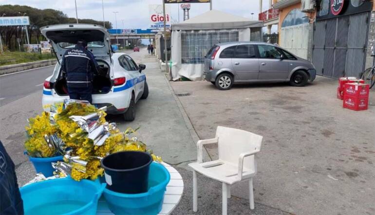 Festa della donna, oltre mille fasci di mimose sequestrati a Napoli: erano state vendute irregolarmente