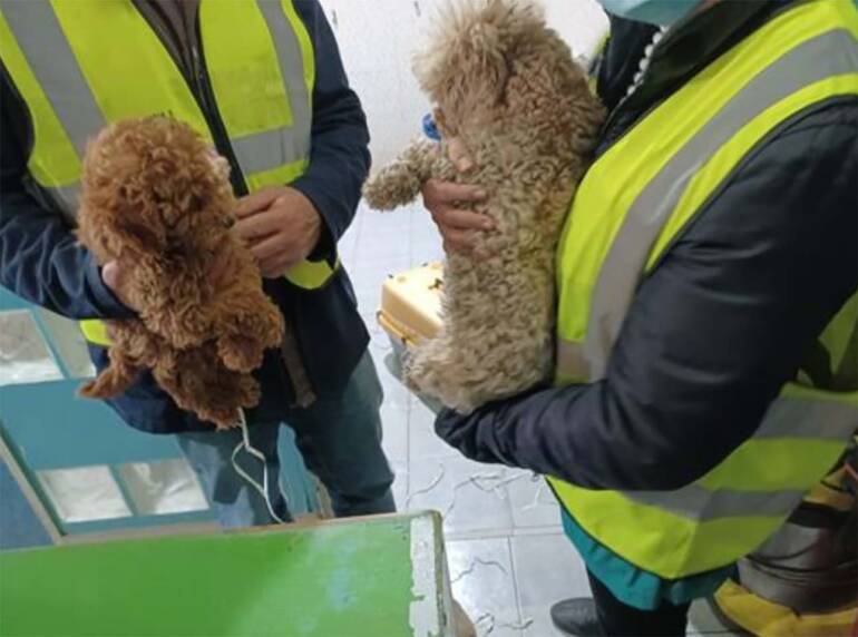 Napoli, traffico di cuccioli dall’Ungheria: condanne e confisca