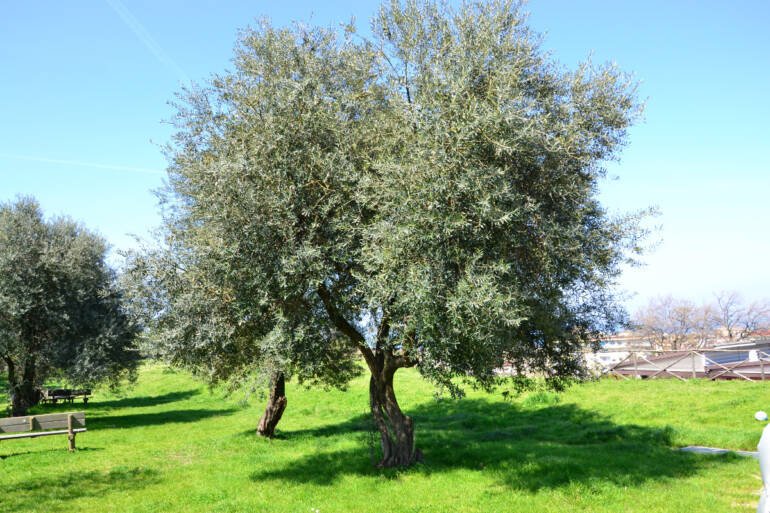 Corso di potatura a Pompei e Stabia