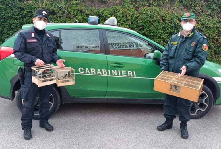 Grumo Nevano, finto allevatore di uccelli denunciato dai carabinieri forestali