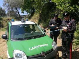 Montecorvino Pugliano, scoperta discarica di auto: sequestrata area con 50 veicoli abbandonati