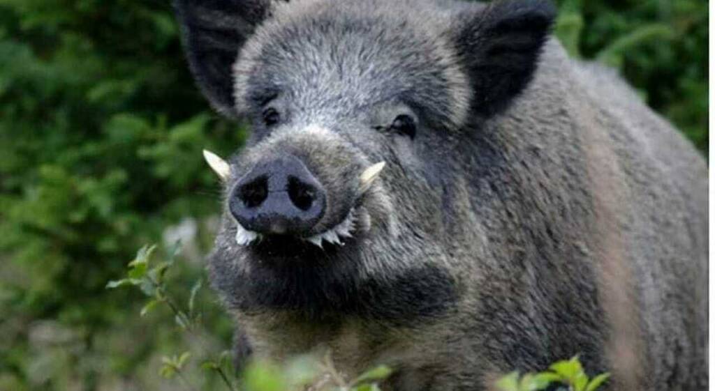 Castellabate, aggredito da un cinghiale: grave anziano