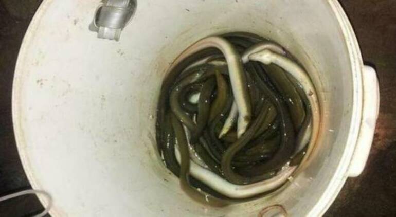 Quattro bracconieri di Acerra fermati e denunciati a Pescara