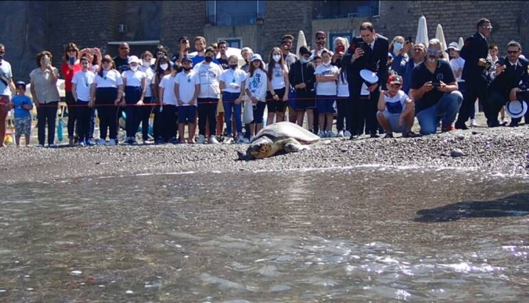 Salvata per miracolo un mese fa, tartaruga torna in mare a Meta di Sorrento