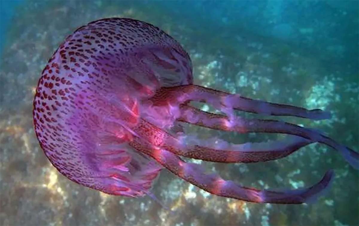 medusa luminosa
