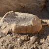 Tartaruga di 2000 anni fa ritrovata negli scavi
