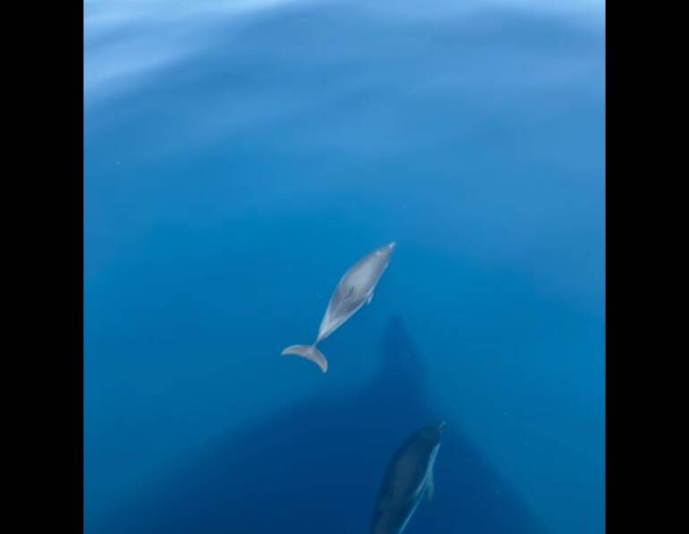 Delfini Golfo di Napoli