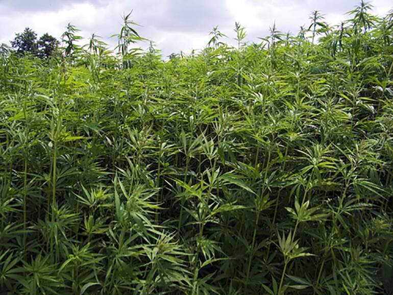 Altro colpo ai narcos dei Monti Lattari, sequestrate 200 piante di cannabis