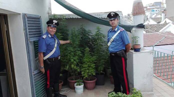 qualiano carabinieri piante di cannabis,