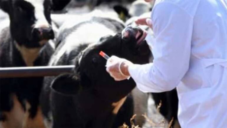 Brucellosi, operazione veterinaria in provincia di Caserta
