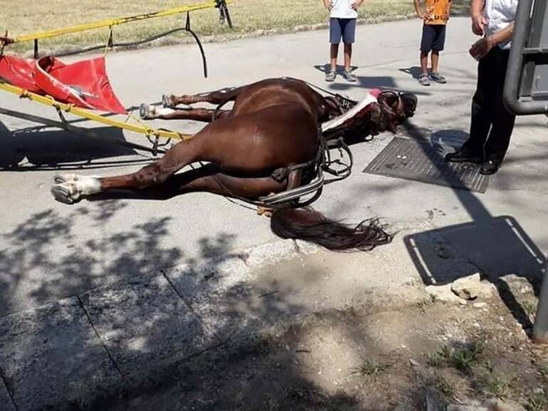 Caserta, cavallo ucciso dal caldo davanti alla Reggia: processo al via