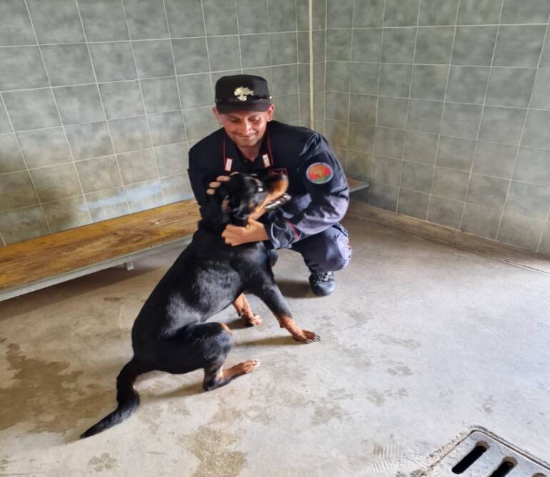 Nocera, i carabinieri Forestali salvano un cucciolo di Rottweiler