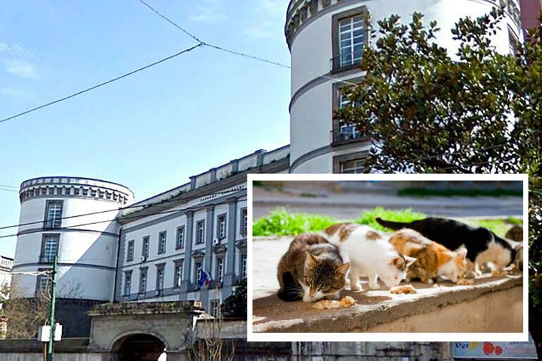 Cani e gatti negli uffici pubblici, ma chi paga? A Napoli la storia di “micione”, il gatto della Caserma Garibaldi