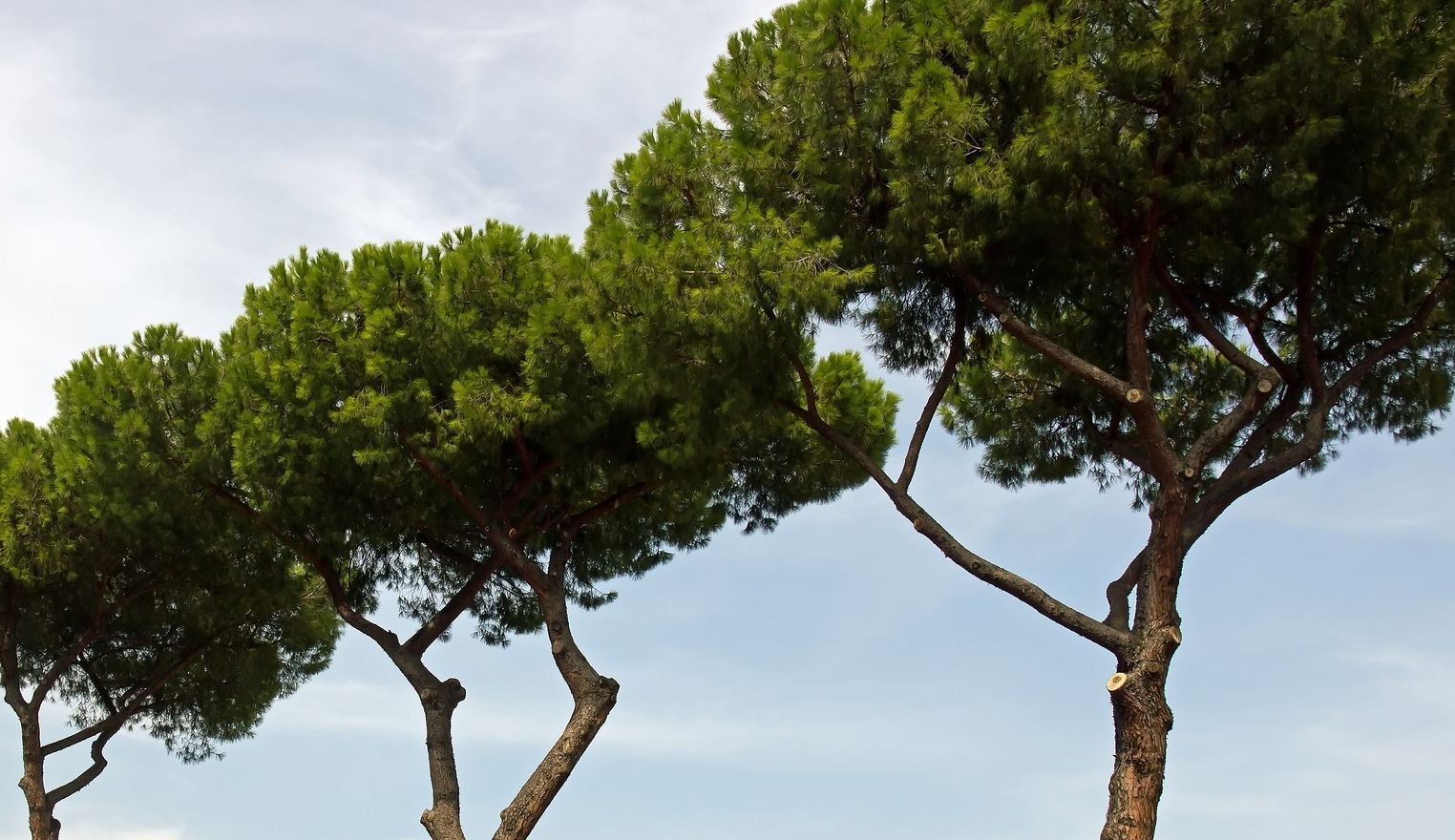 Allarme per tre pini secolari a Piano di Sorrento: “Non abbatteteli”
