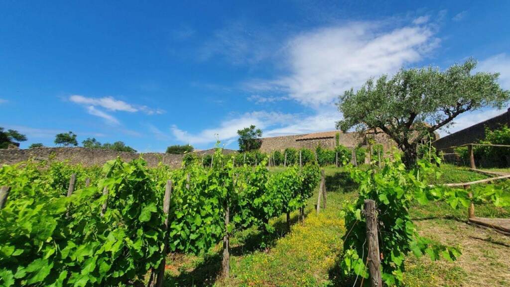 Caserta, two agricultural companies seized in Marzano Appio for serious environmental irregularities