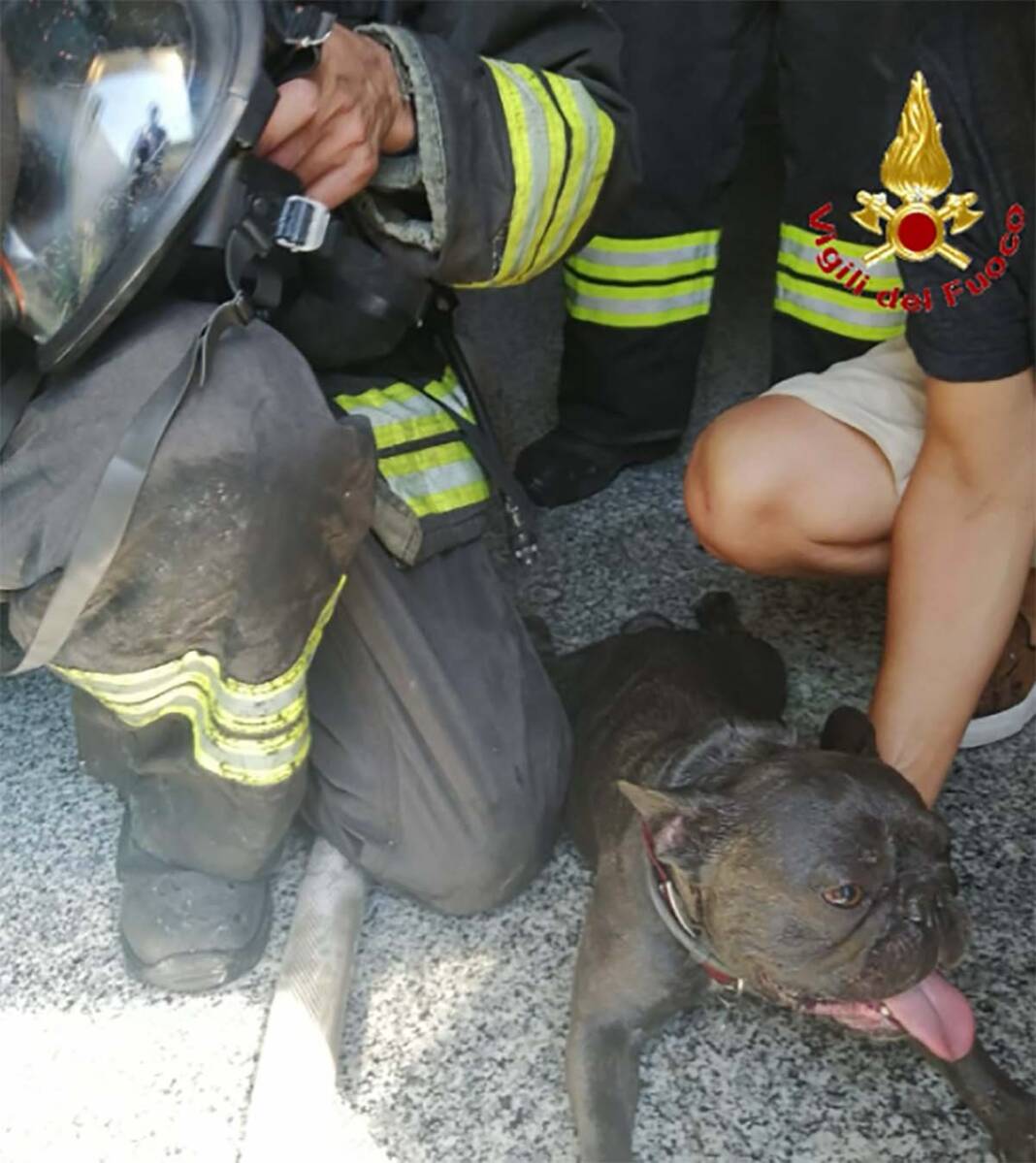 vigili del fuoco salvano Bulldog